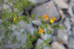 Chamaecrista greggii