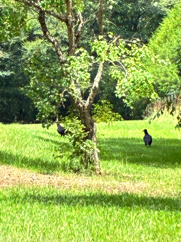 Black Vulture