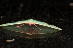 Chlorocoma assimilis