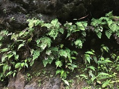 Blechnum appendiculatum