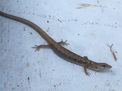 Elgaria multicarinata