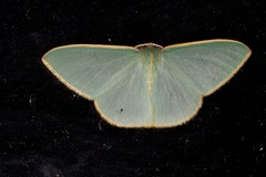 Chlorocoma assimilis