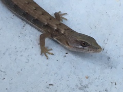 Elgaria multicarinata