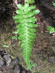 Blechnum appendiculatum
