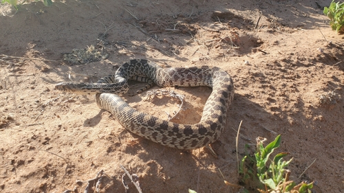 Bullsnake