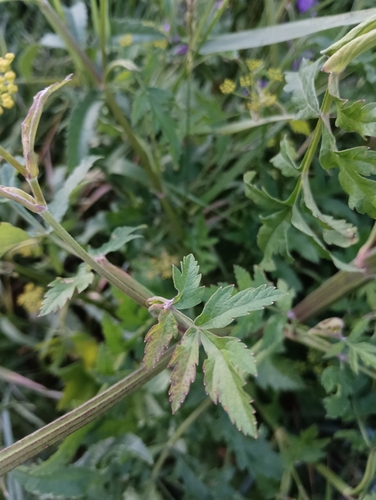 wild parsnip