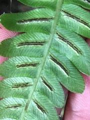 Blechnum appendiculatum