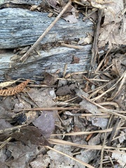 Apterodela unipunctata