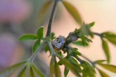 Acrocyum sallaei