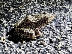 Lithobates areolatus