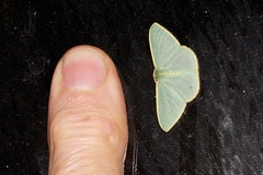 Chlorocoma assimilis