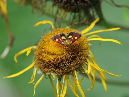 Pyrausta falcatalis