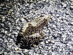 Lithobates areolatus