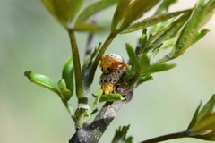 Acrocyum sallaei