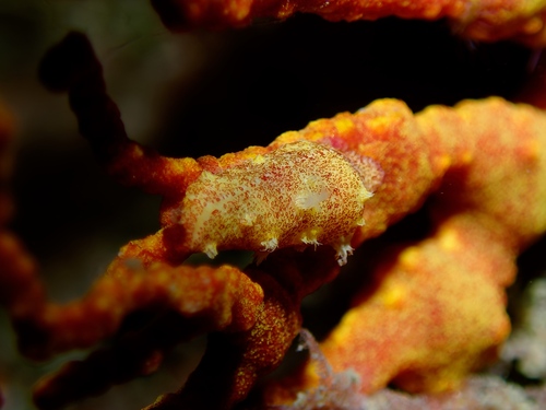 Prosimnia semperi