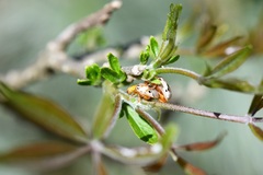 Acrocyum sallaei