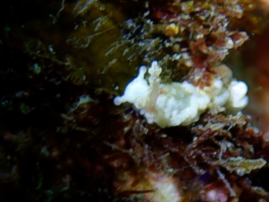 White Anemone Eater