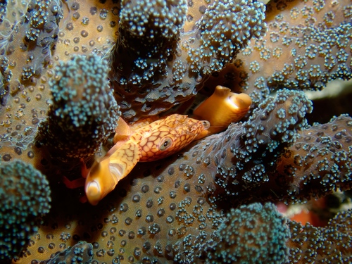 Trapezia septata observed 2026-07-15