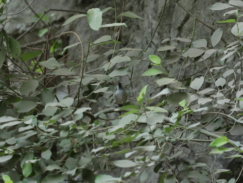 Marsh Tit