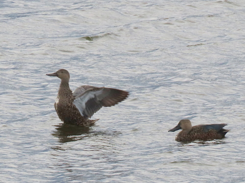 iNaturalist: (c) Gigi Laidler, some rights reserved (CC BY-NC), uploaded by Gigi Laidler iNaturalist image