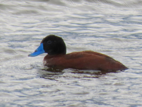 iNaturalist image