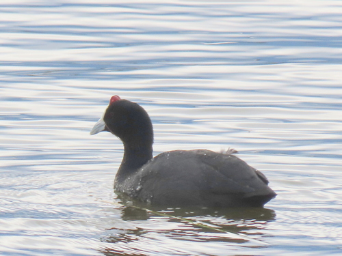 iNaturalist: (c) Gigi Laidler, some rights reserved (CC BY-NC), uploaded by Gigi Laidler iNaturalist image