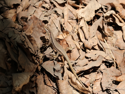 Common Wall Lizard