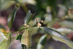 Litsea glaucescens
