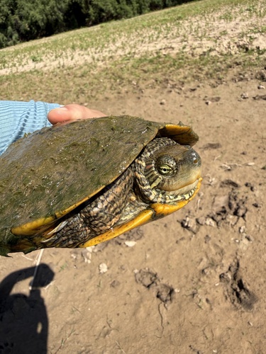 Big Bend Slider