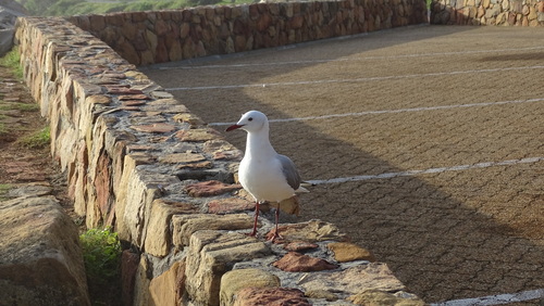 iNaturalist image