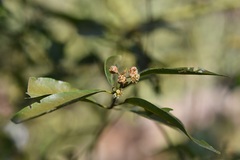 Litsea glaucescens