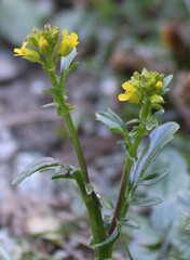 Barbarea intermedia
