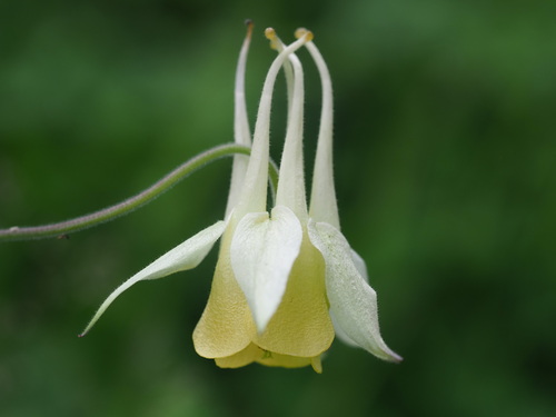 Aquilegia buergeriana, photograph 1