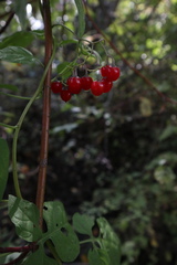 Solanum dulcamara
