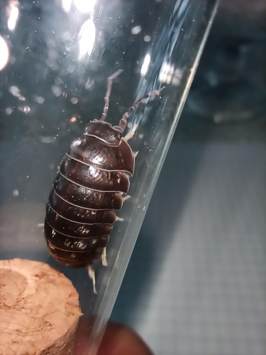Common Pill Woodlouse