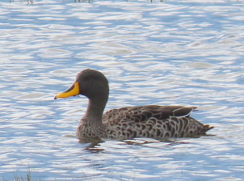 iNaturalist: (c) Gigi Laidler, some rights reserved (CC BY-NC), uploaded by Gigi Laidler iNaturalist image