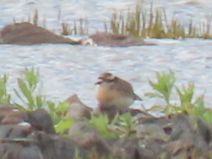 iNaturalist image