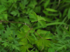 Aquilegia buergeriana