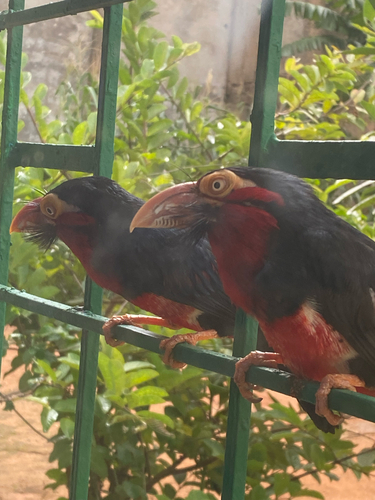 Bearded Barbet
