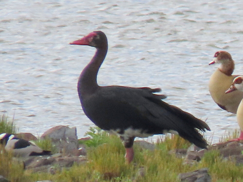 iNaturalist: (c) Gigi Laidler, some rights reserved (CC BY-NC), uploaded by Gigi Laidler iNaturalist image