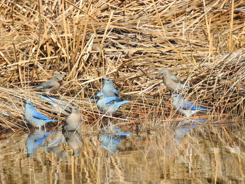 Mountain Bluebird (Sialia currucoides), photo 7