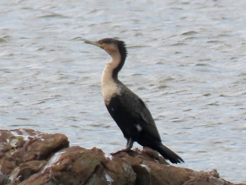 iNaturalist image
