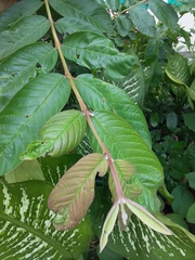 Psidium guajava
