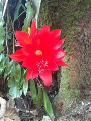 Disocactus ackermannii