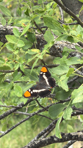 iNaturalist observation photo of California Sister