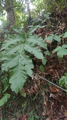 Tectaria polymorpha