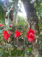 Disocactus ackermannii