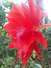 Disocactus ackermannii