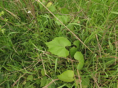 Vitis cinerea cinerea