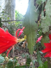 Disocactus ackermannii